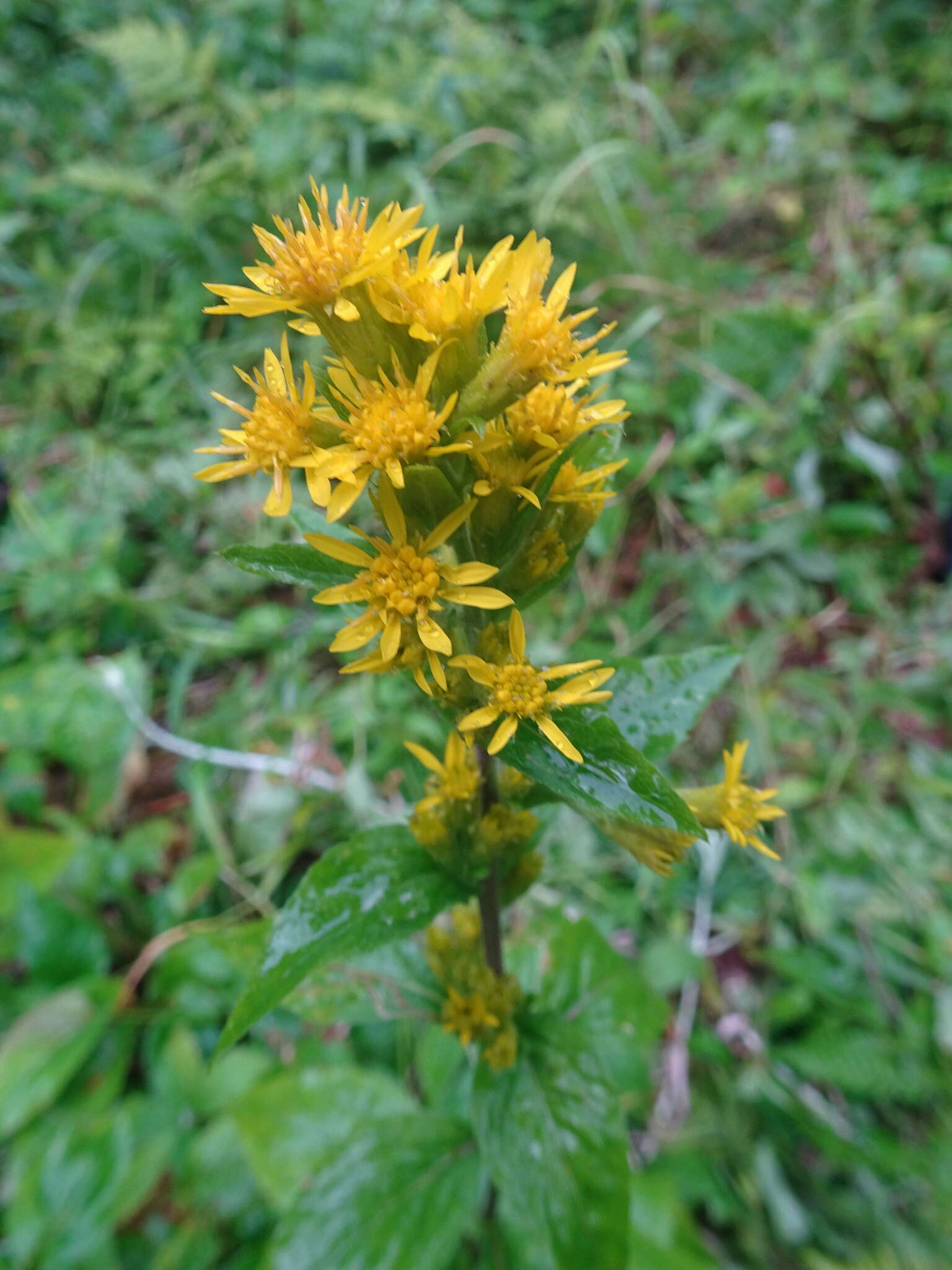 Image of largeleaf goldenrod