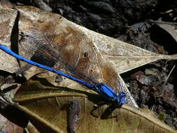 Image of Argia medullaris Hagen ex Selys 1865