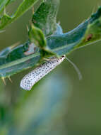 Imagem de Yponomeuta evonymella Linnaeus 1758