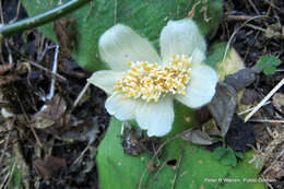 Imagem de Haemanthus deformis Hook. fil.