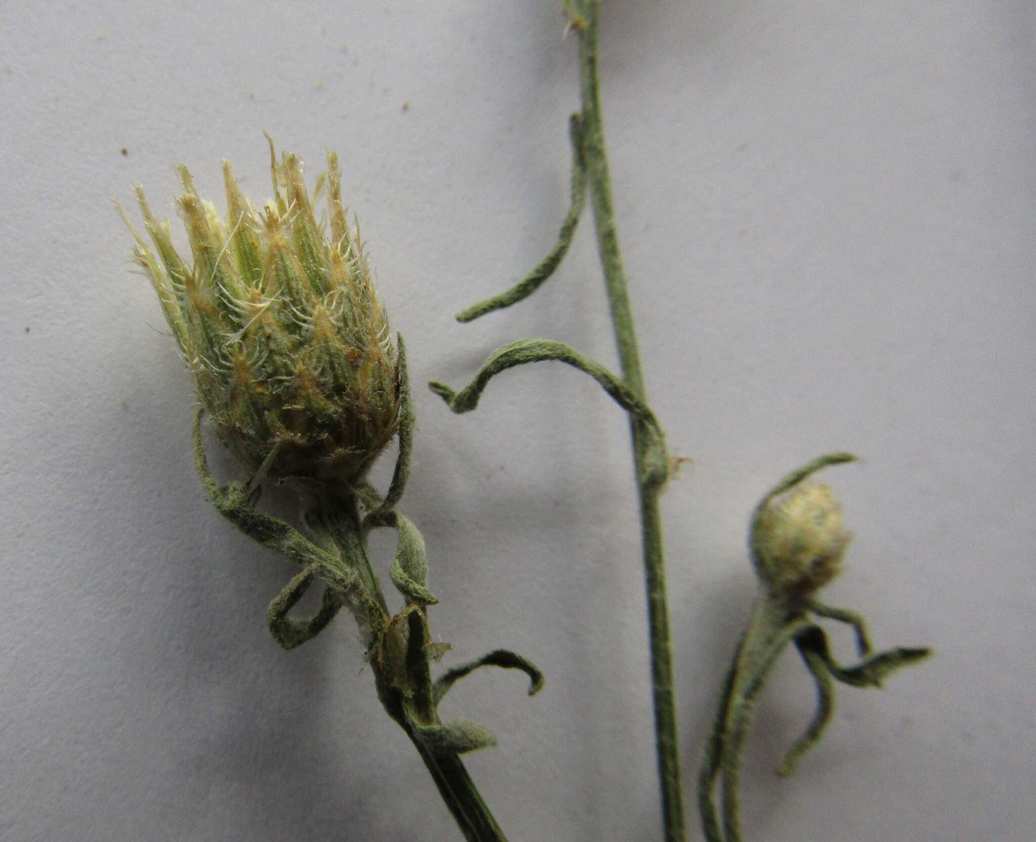 Слика од Centaurea borysthenica Gruner