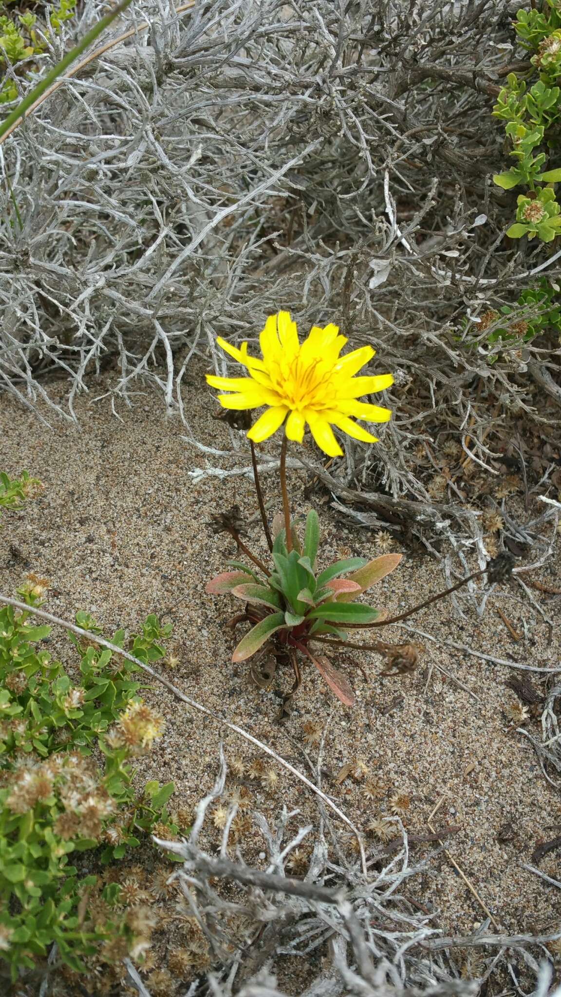 صورة Agoseris apargioides var. eastwoodiae (Fedde) Munz