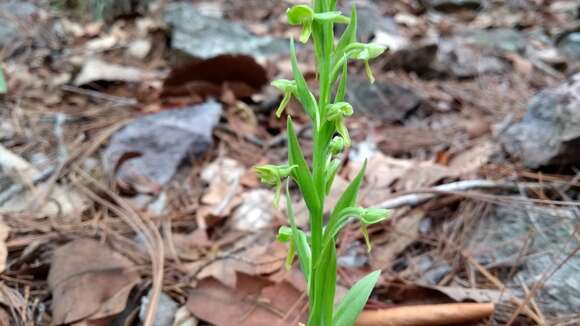 Image of Shortflowered bog orchid