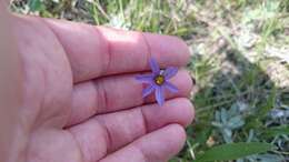 Image of strict blue-eyed grass