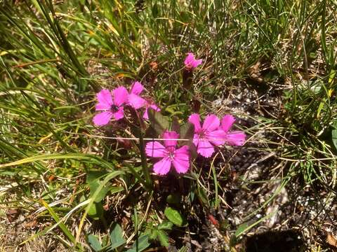 صورة Dianthus glacialis Haenke