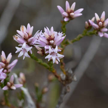 Image of Andersonia parvifolia R. Br.