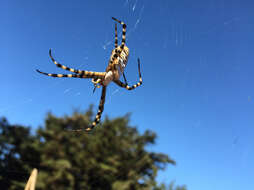 Image of Banded Argiope