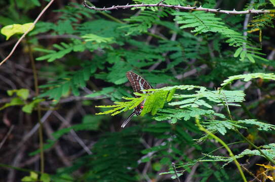 Image of Neographium