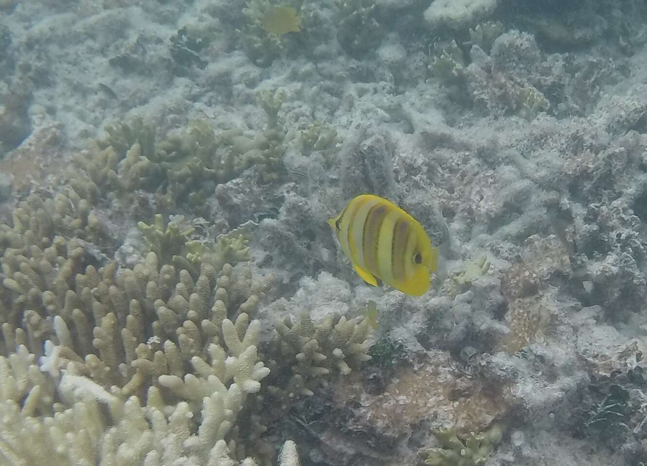 Image of Rainford's Butterflyfish