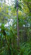 Image of Dracophyllum latifolium A. Cunn.