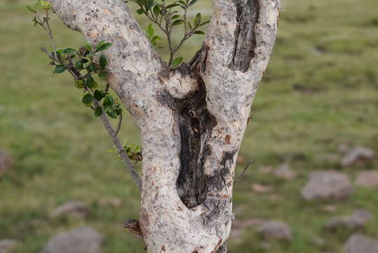 Image of Olinia emarginata Burtt Davy