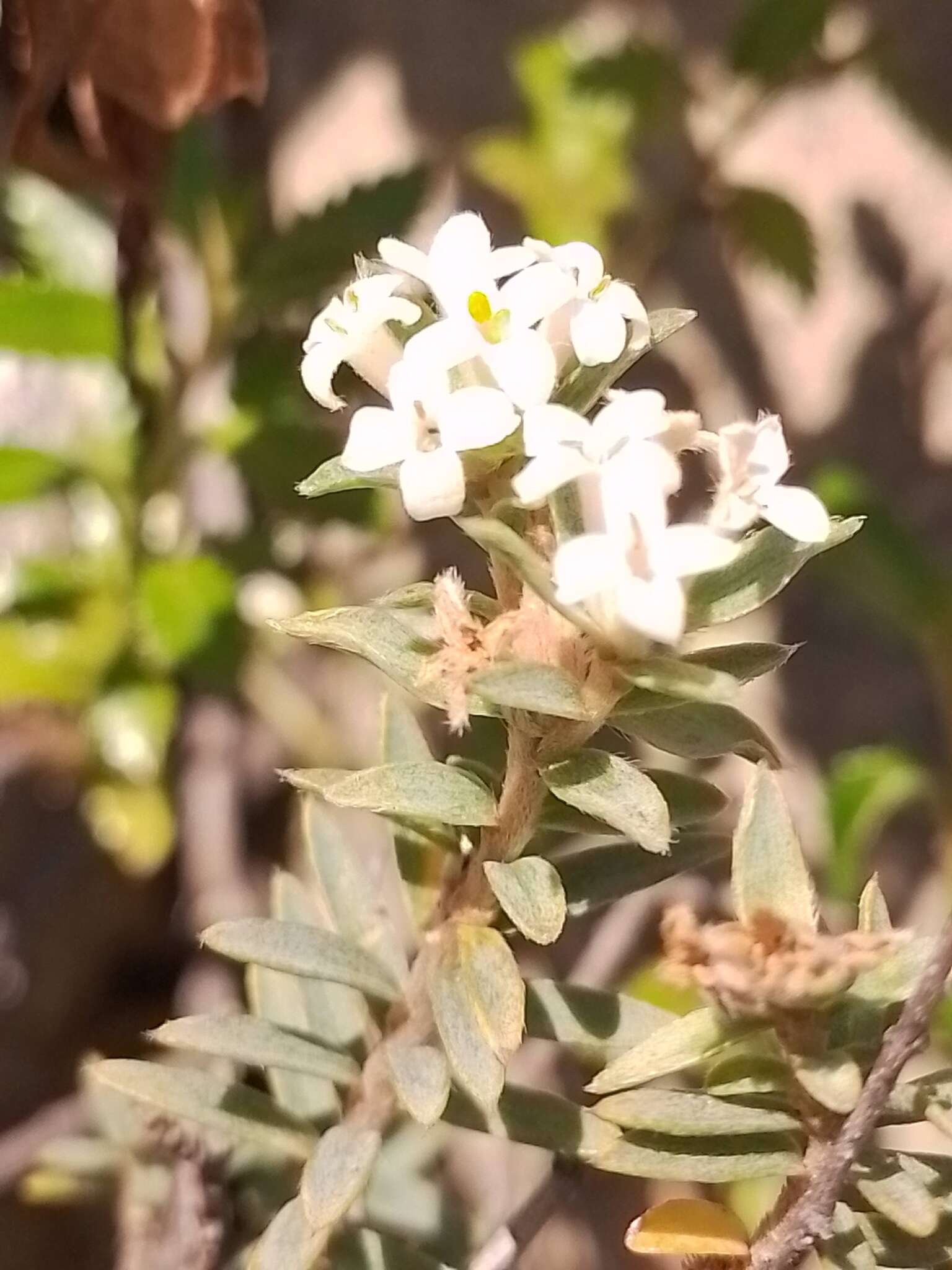 صورة Pimelea declivis C. J. Burrows