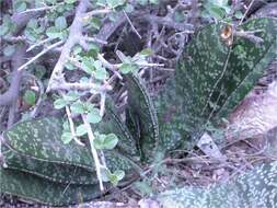 Image of Gasteria brachyphylla var. brachyphylla