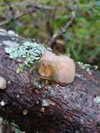 Image of Tremella encephala Pers. 1801