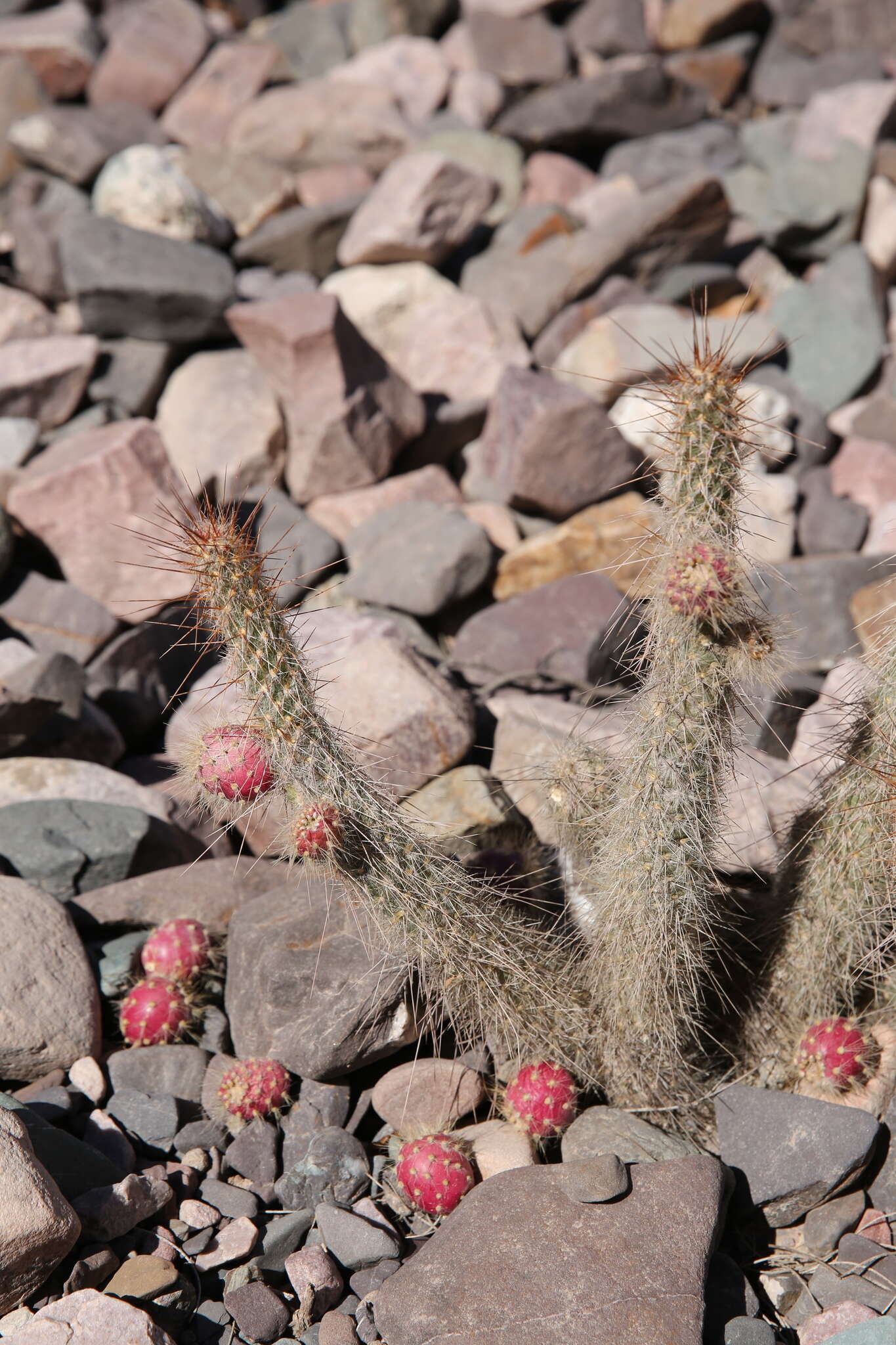 Image of Austrocylindropuntia shaferi (Britton & Rose) Backeb.