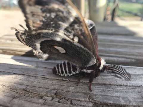 Image of Glover's Silkmoth