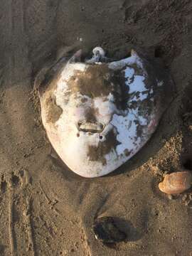 Image of Cortez Electric Ray