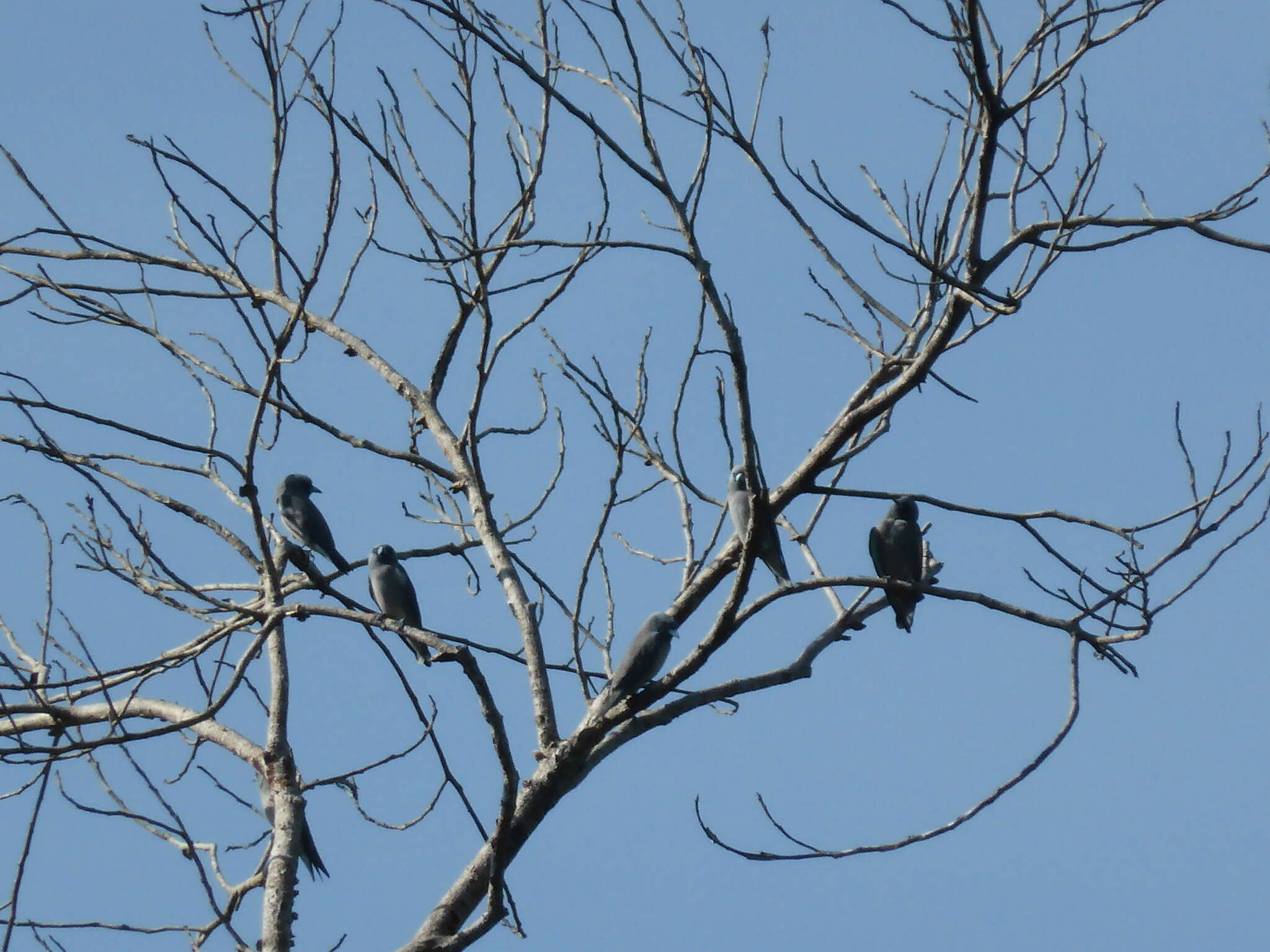 Image of Ashy Wood Swallow