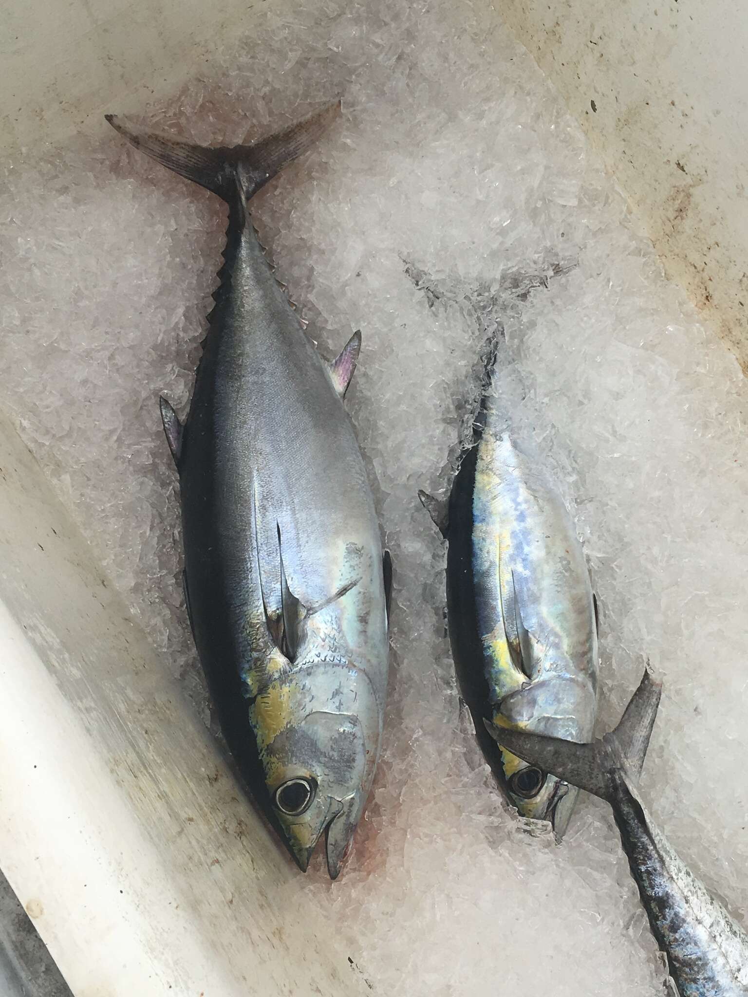 Image of Albacore