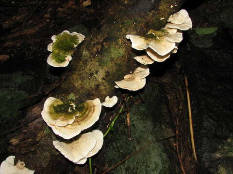 Image of Trametes maxima (Mont.) A. David & Rajchenb. 1985