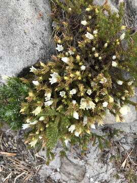 Image of Roella dregeana var. dregeana