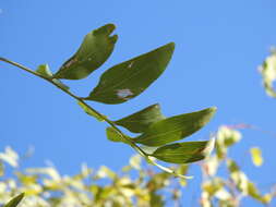 Image of Grevillea heliosperma R. Br.