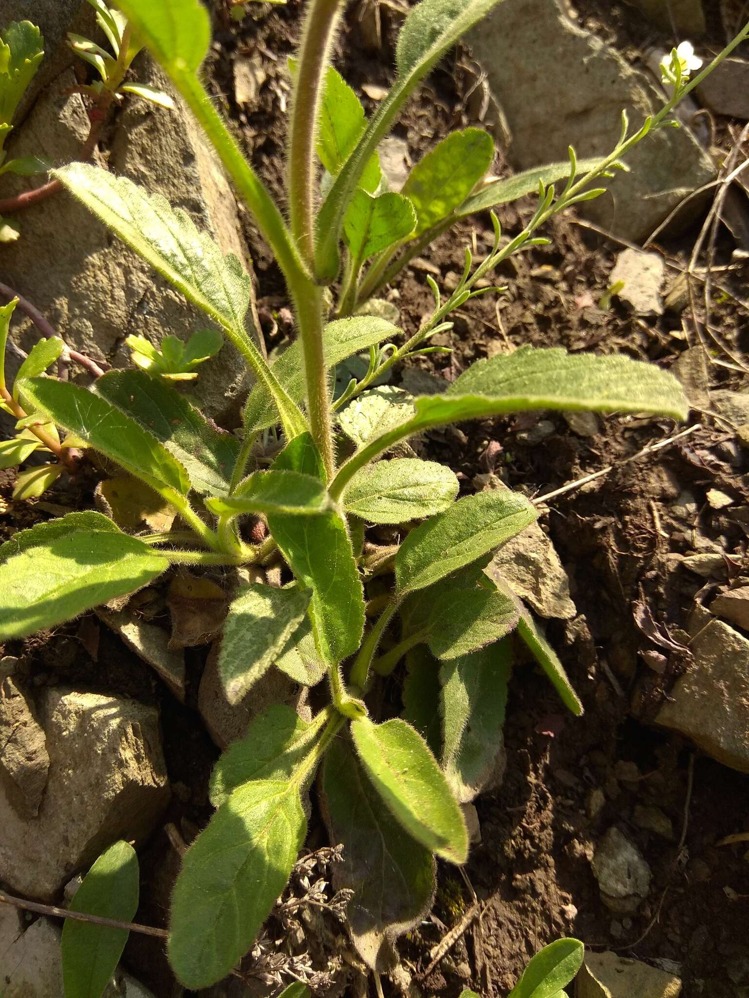 Sivun Veronica spicata subsp. porphyriana (Pavl.) A. Jelen. kuva