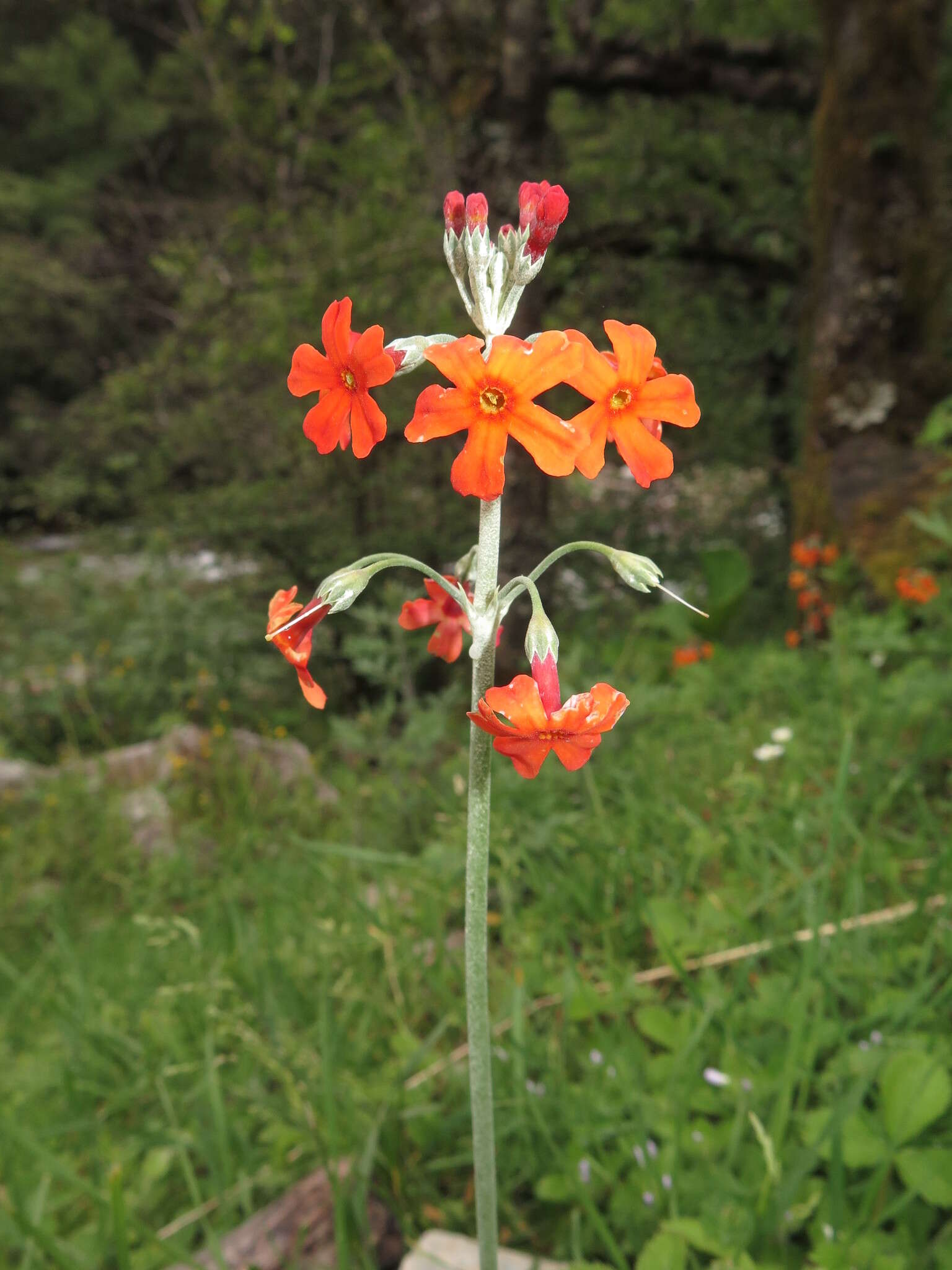 Image of Primula cockburniana Hemsl.