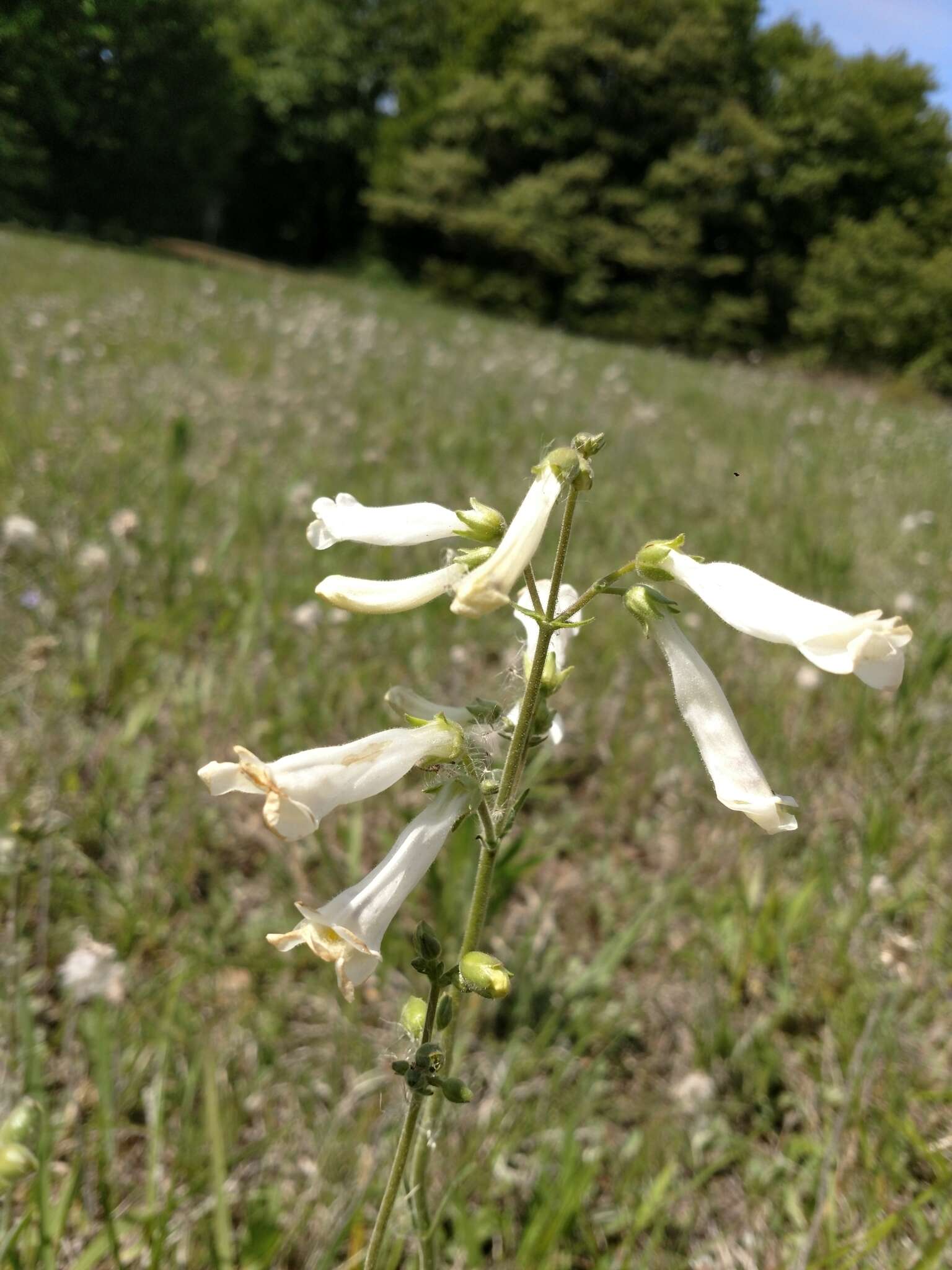 Image of Oklahoma beardtongue