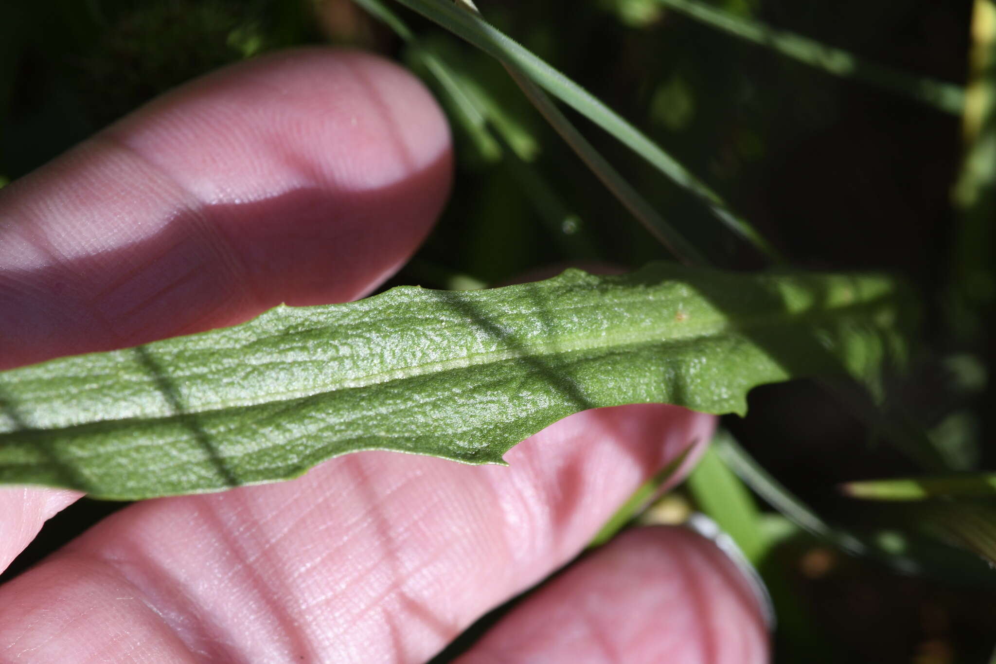 Image of Microseris lanceolata (Walp.) Sch. Bip.