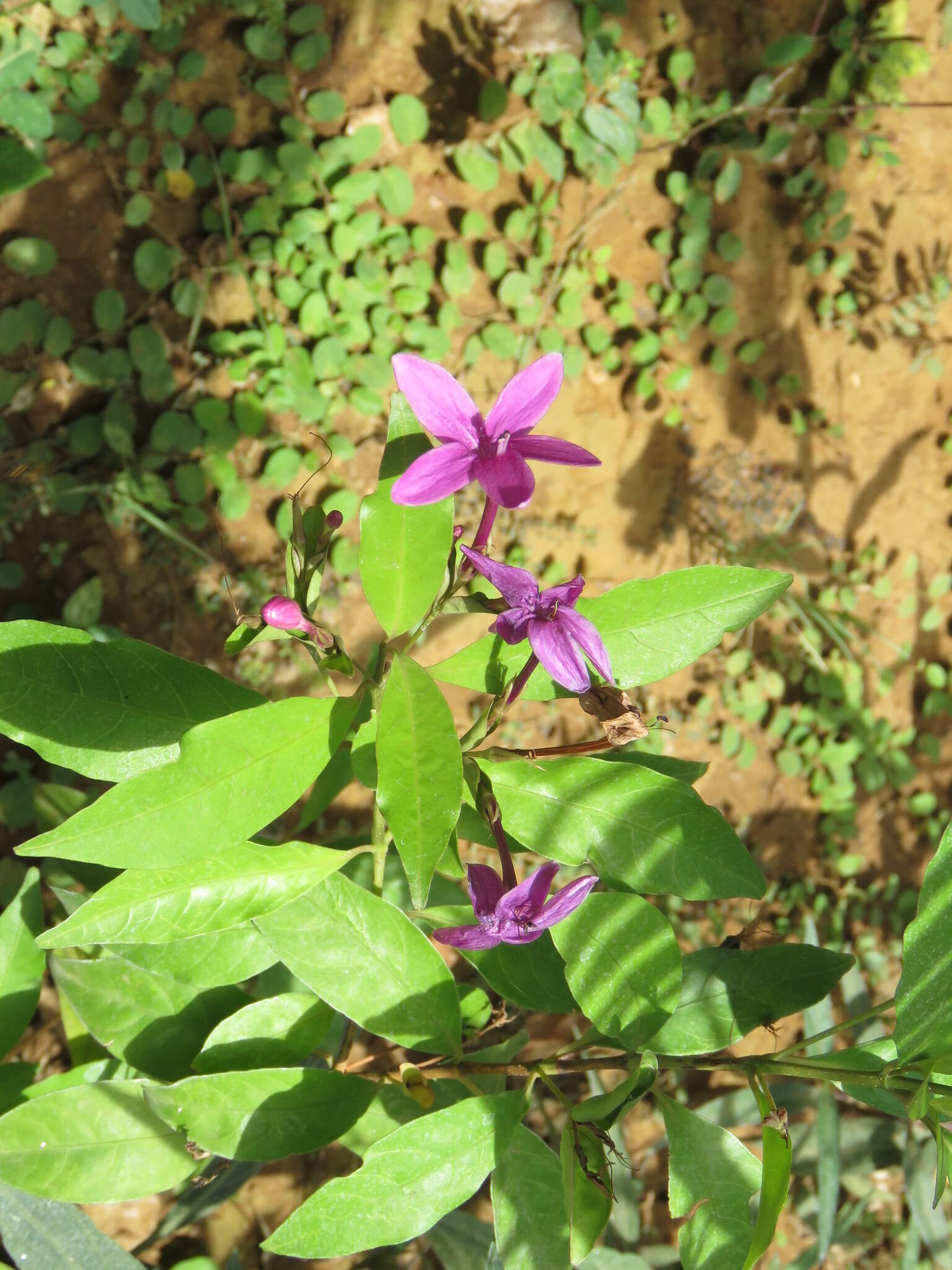 Pseuderanthemum laxiflorum (A. Gray) Hubbard ex L. H. Bailey resmi