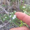 Plancia ëd Cryptantha foliosa (Greene) Greene