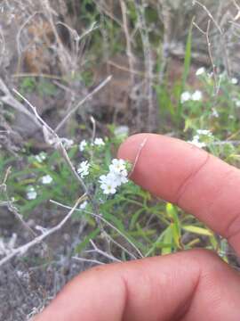 Cryptantha foliosa (Greene) Greene的圖片