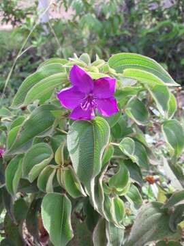 Imagem de Rhynchanthera grandiflora (Aubl.) DC.