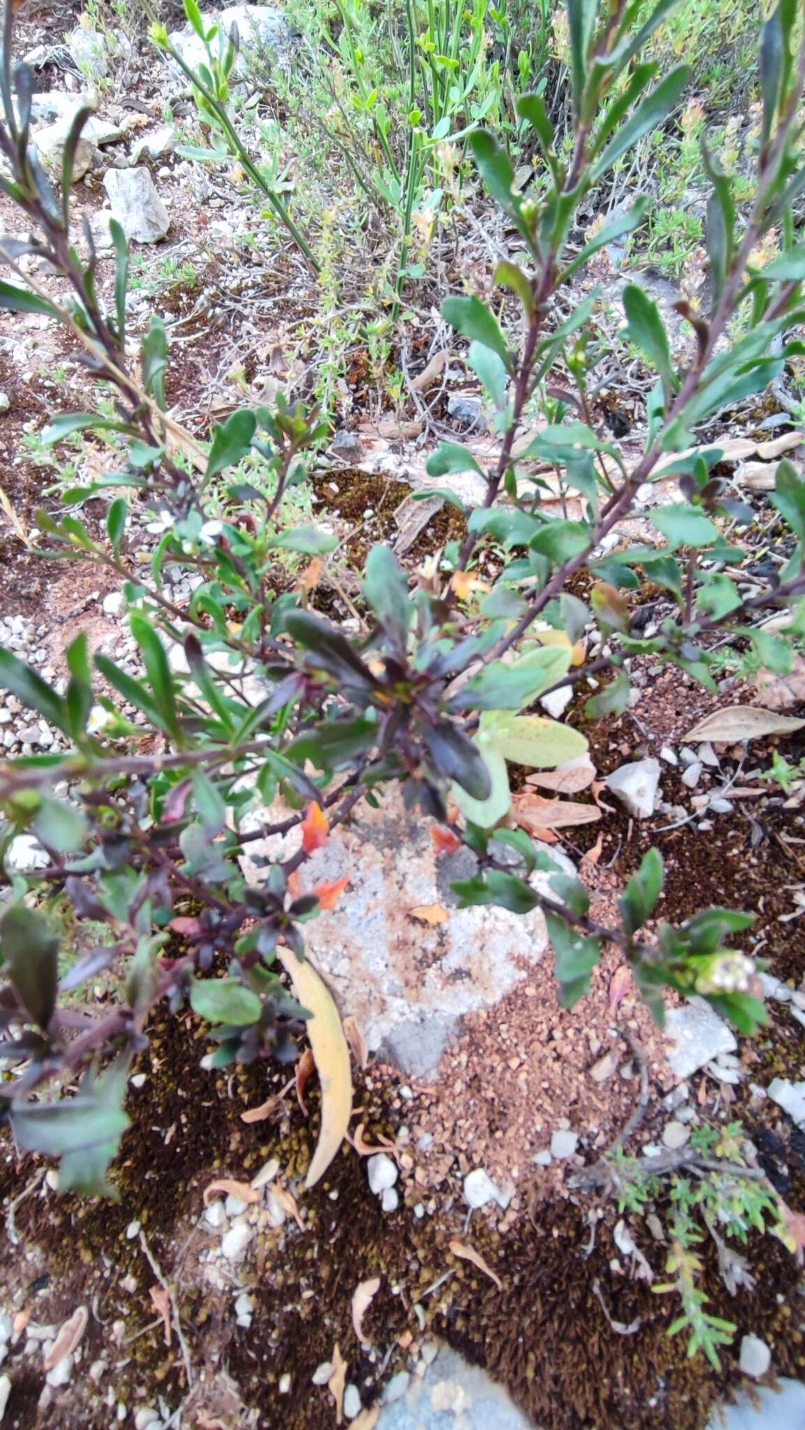 Image of Iberis procumbens subsp. microcarpa Franco & P. Silva