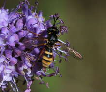 Image of Conops quadrifasciatus De Geer 1776