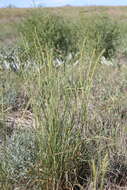 Image of streambed bristlegrass