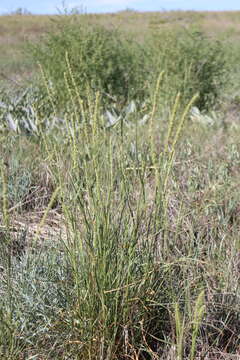 Image of streambed bristlegrass