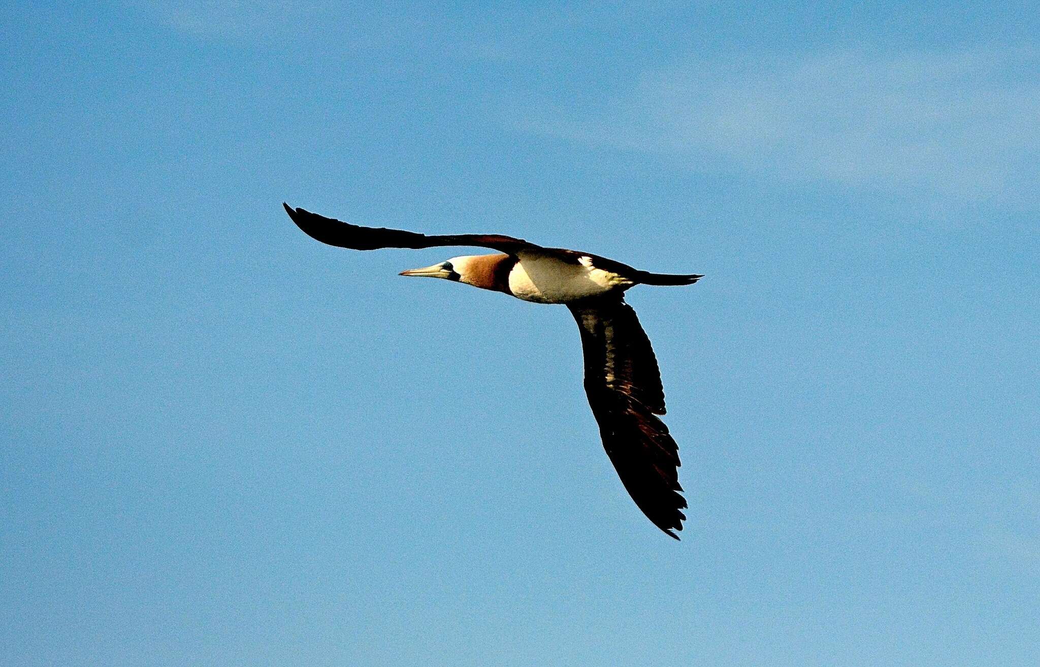 Image of Brewster's Brown Booby