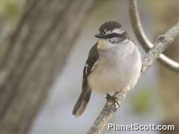 Image of White-browed Robin