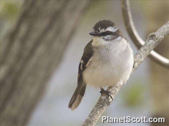 Image of White-browed Robin