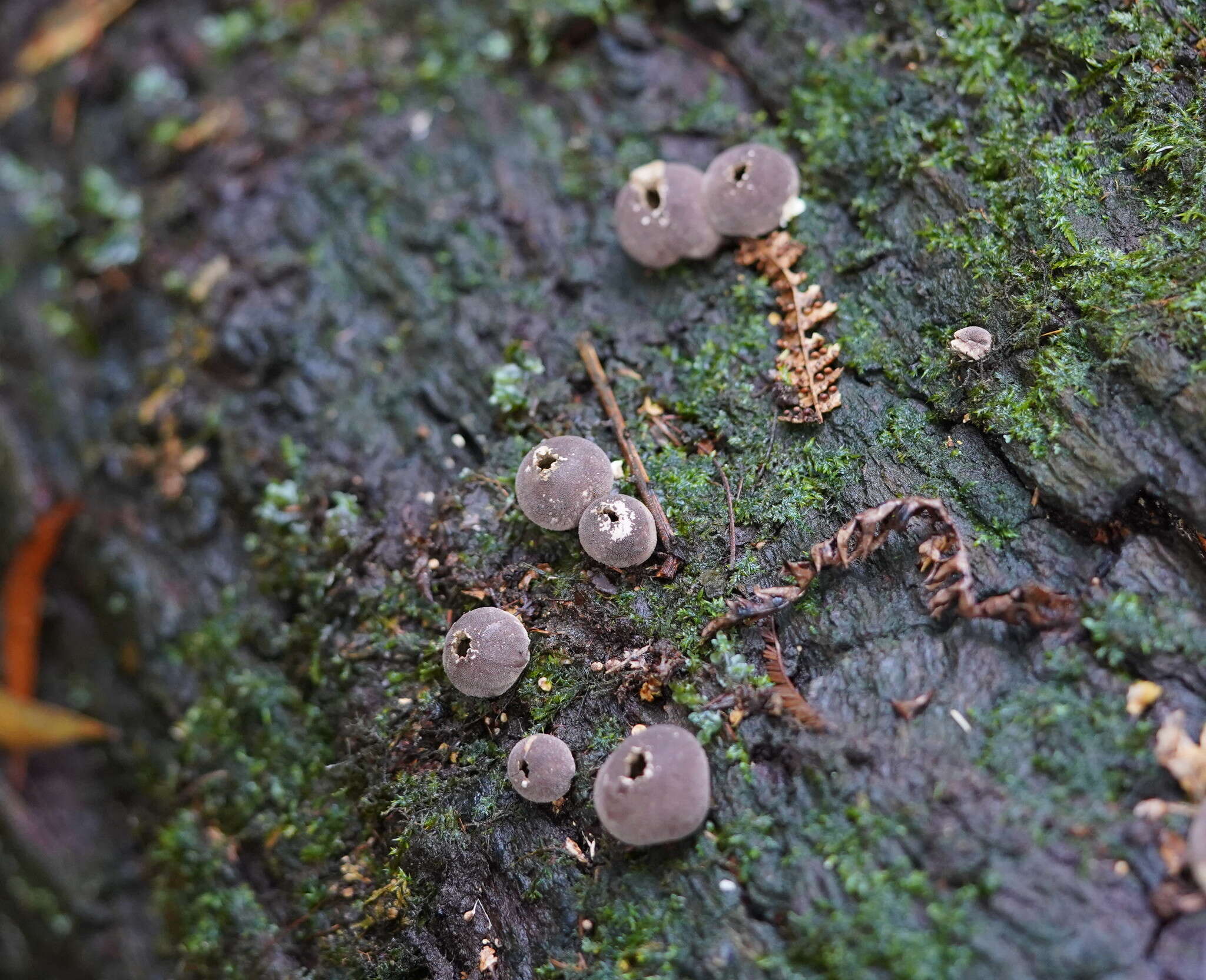 Imagem de Lycoperdon subincarnatum Peck 1872