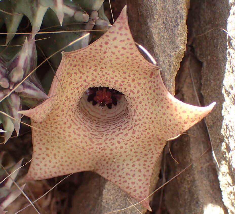 Ceropegia clavigera subsp. clavigera的圖片