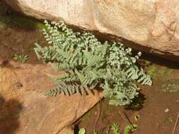 Image of Newberry's lipfern