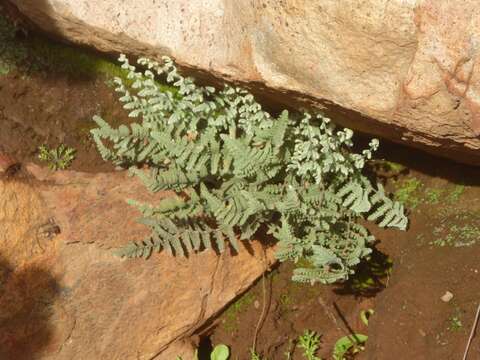 Sivun Myriopteris newberryi (D. C. Eat.) Grusz & Windham kuva