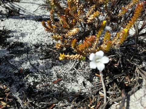 Image of Roella recurvata A. DC.