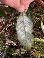 Image of Cryptocarya crassifolia Baker