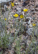 Image de Thelesperma subnudum A. Gray