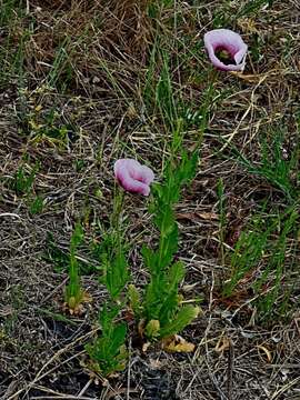 Imagem de Papaver setigerum DC.