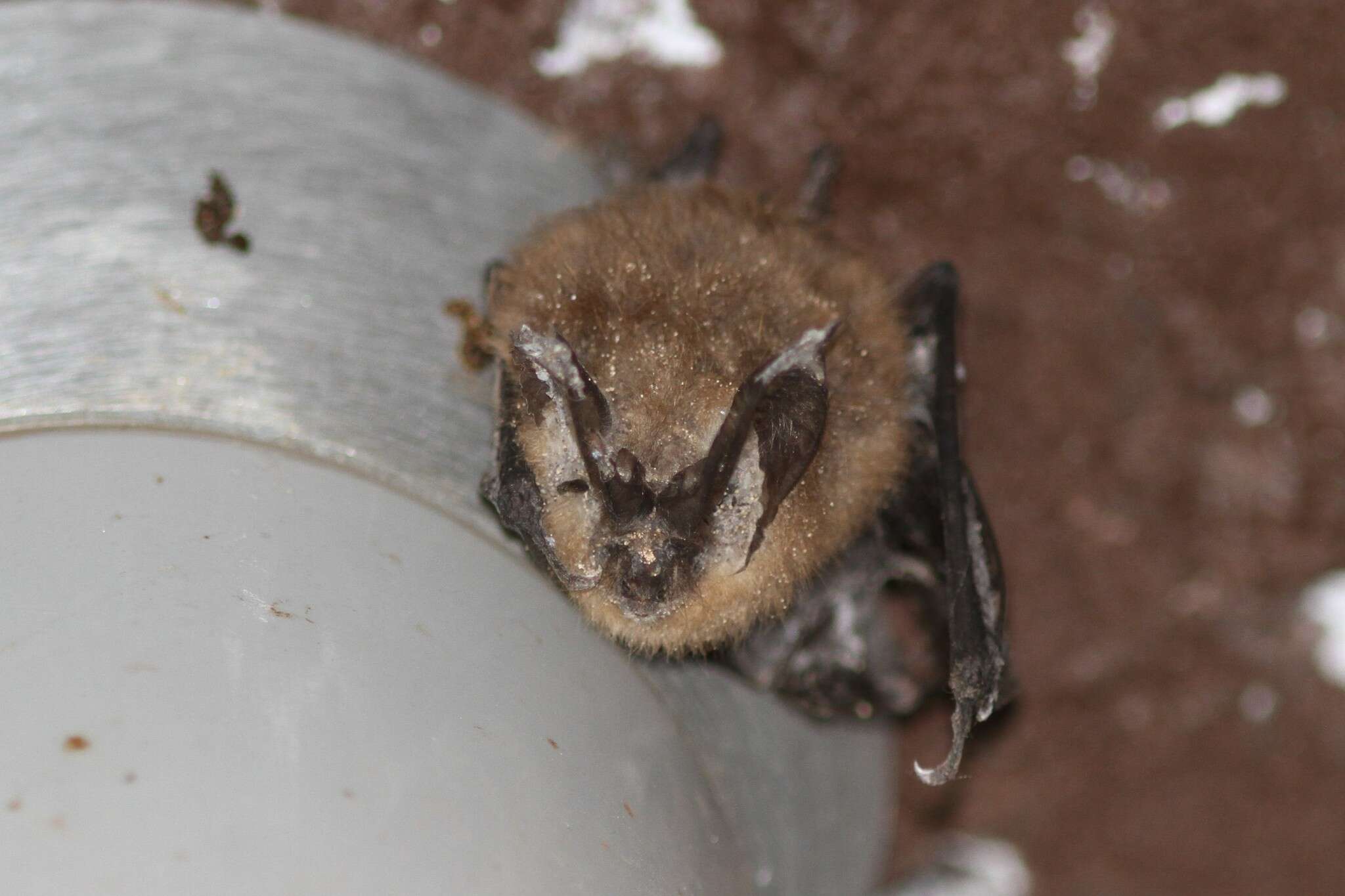 Image of Ozark big-eared bat